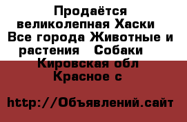 Продаётся великолепная Хаски - Все города Животные и растения » Собаки   . Кировская обл.,Красное с.